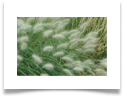 Pennisetum_villosum