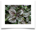 ajuga_reptans