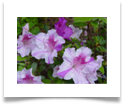 azalea japonica 2