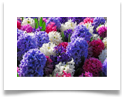 hyacinty 2