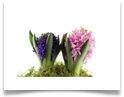 hyacinty