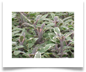 salvia_officinalis_tricolor