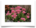 sedum teleph.