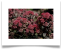 sedum_red_cauli